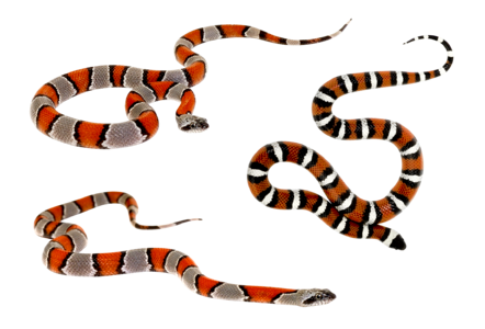 Animals camo venomous