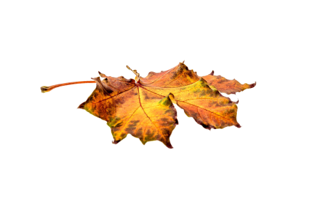 Transparent fall color colorful