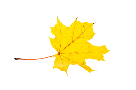 Transparent fall color colorful
