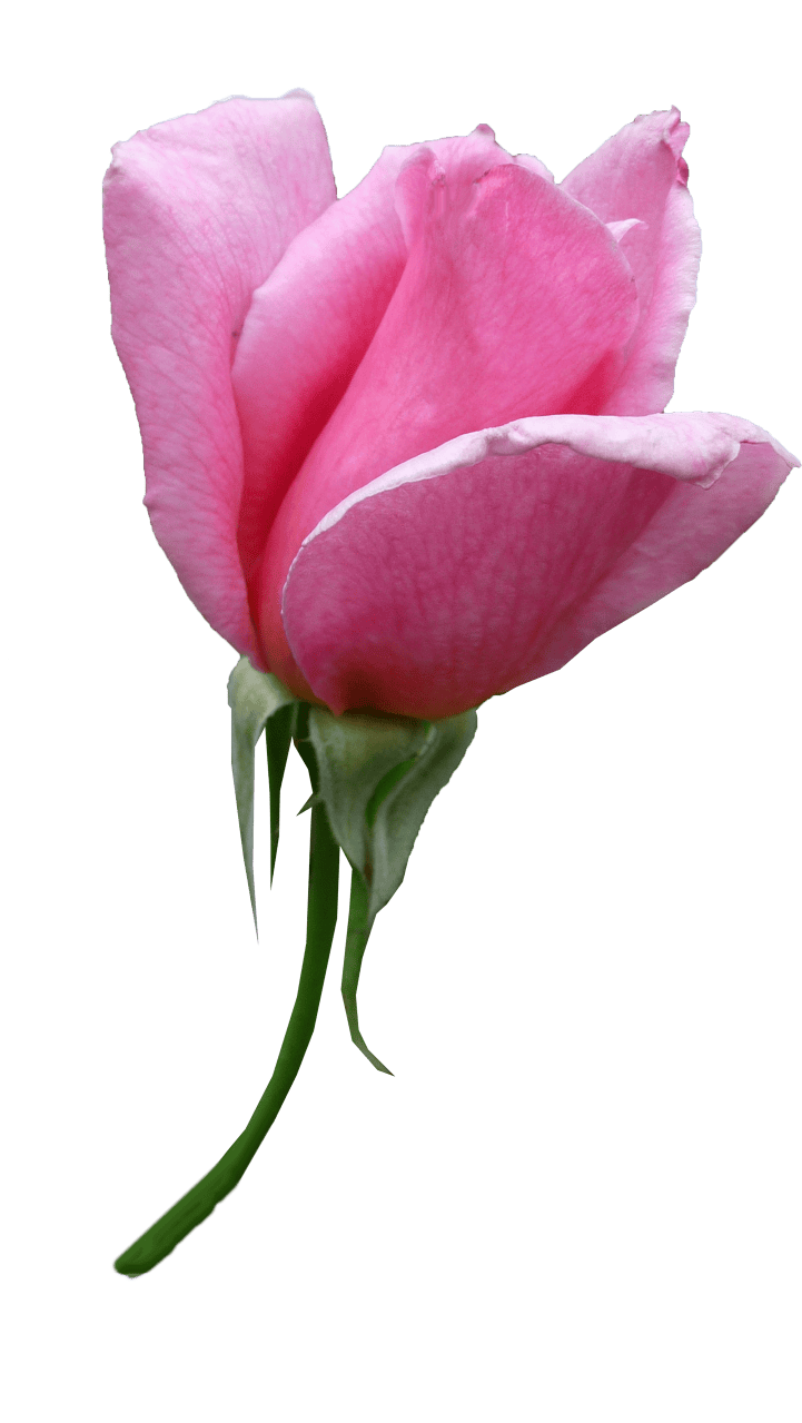 Stem flower plant