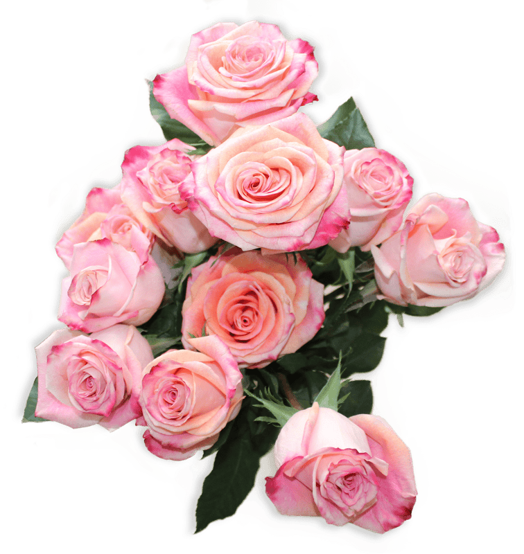 Flowers spring beauty