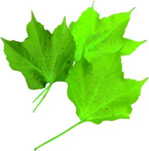 Maple leaf green nature translucent
