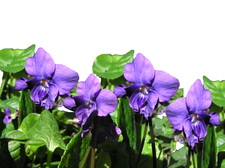 Garden nature plant
