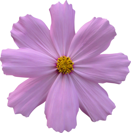 Garden nature purple