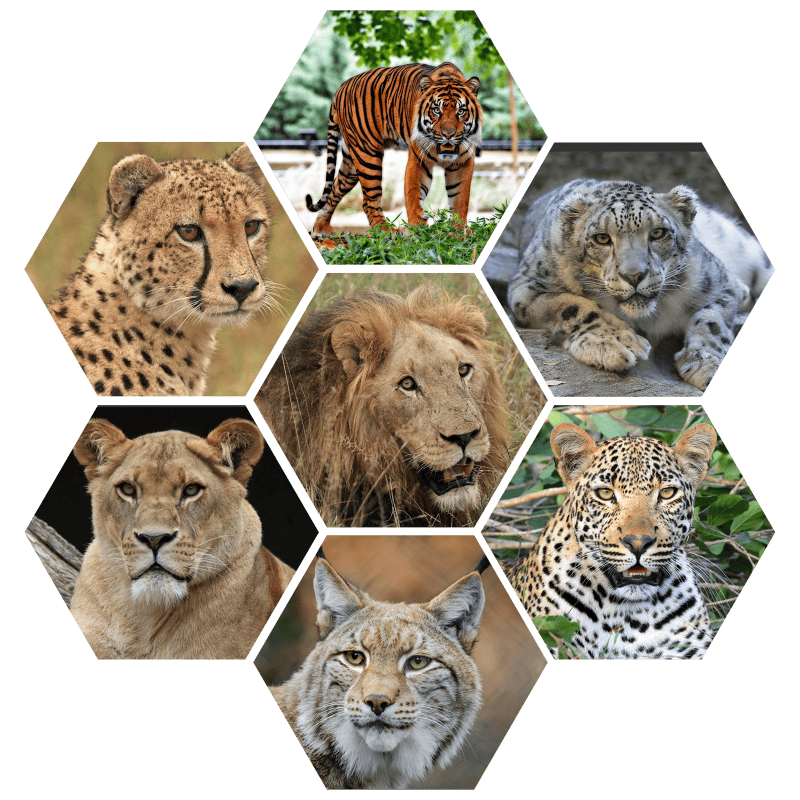 Wild majestic felines