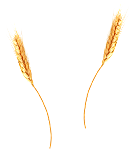 Barley spikes isolated