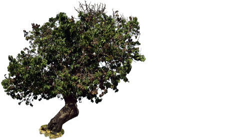 Isolated mulberries tree old