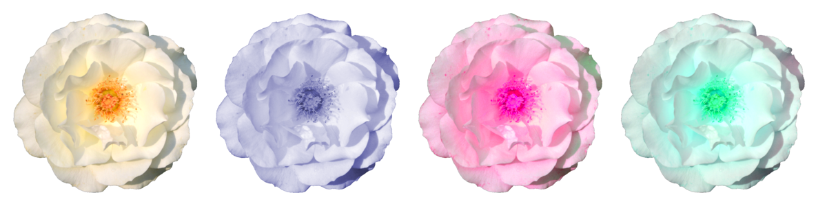 Flower rose blooms close up