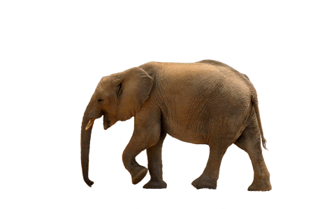 Namibia national park young elephant