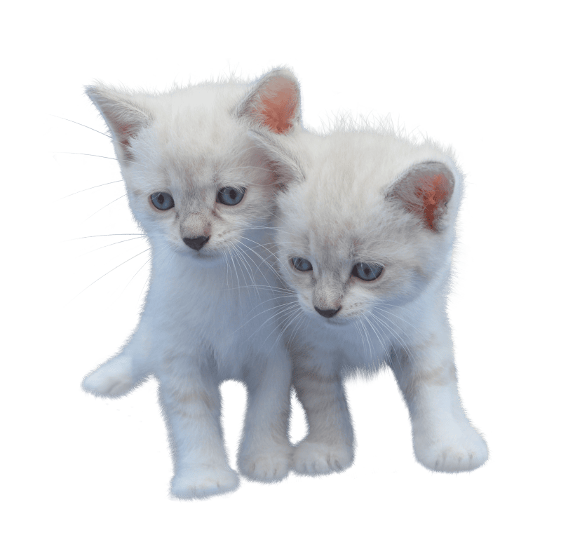 Kitten white pet