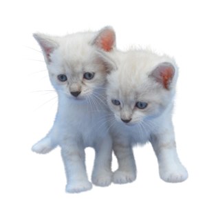 Kitten white pet