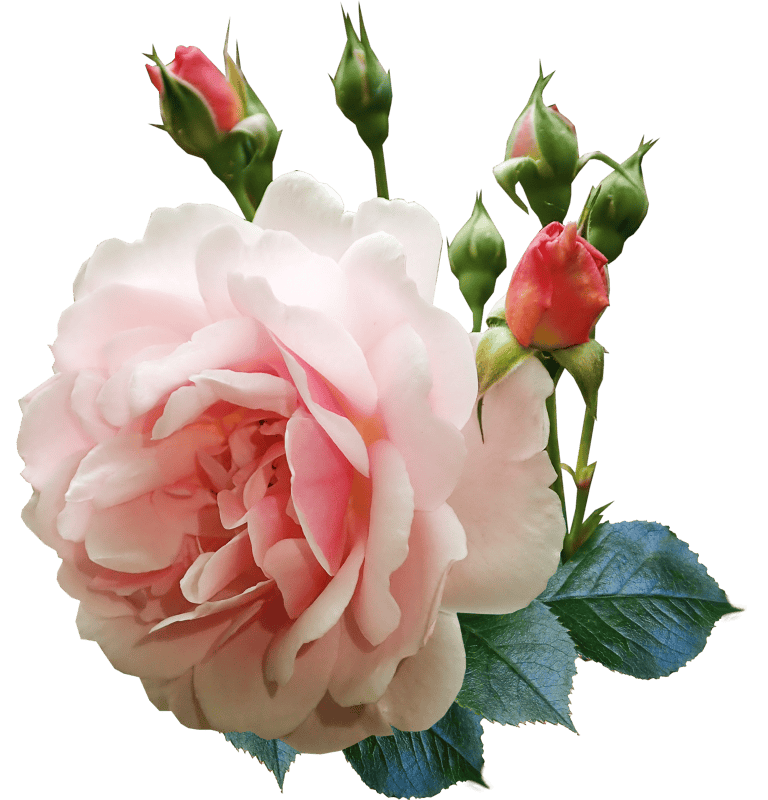 Fragrant garden nature