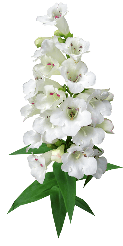 Penstemon garden nature
