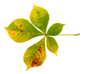 True leaves leaf isolated