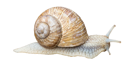 Crawl animal mucus