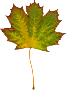 Clipart autumn leaf yellow leaves