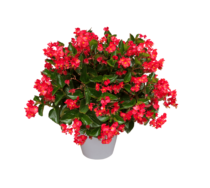 Bloom begonia isolated