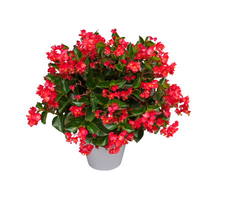 Bloom begonia isolated