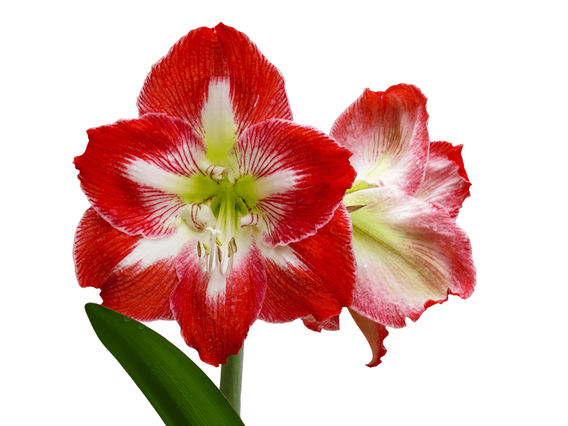 Amaryllis isolated petal