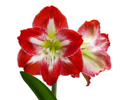 Amaryllis isolated petal