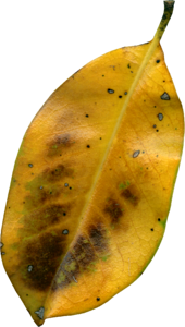 Dried flora leaf