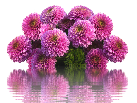 Dahlia autumn dahlias late summer