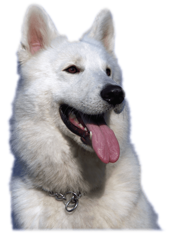 Animal pet portrait