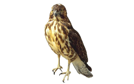Bird of prey feather isolated