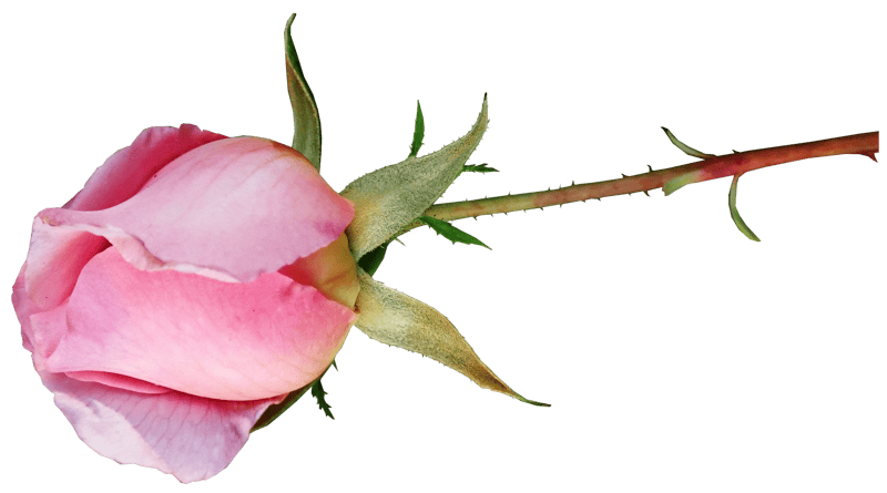 Fragrant flower garden
