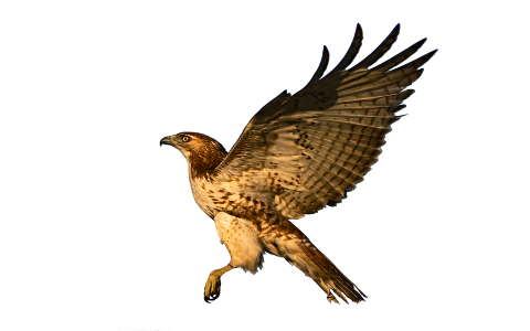 Bird of prey flying feather