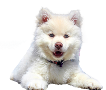 White purebred dog pet