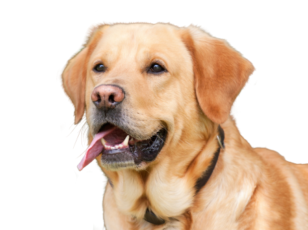 Animal portrait purebred dog dear