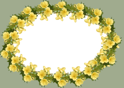 Evening primrose cut out isolated