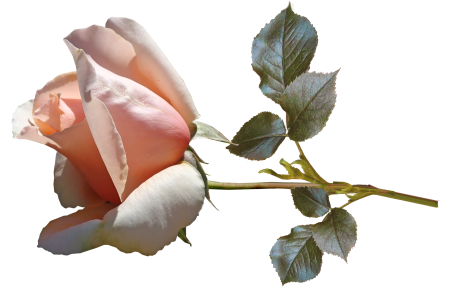 Stem fragrant garden