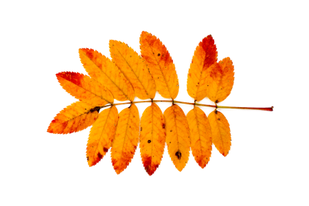 Leaves red orange