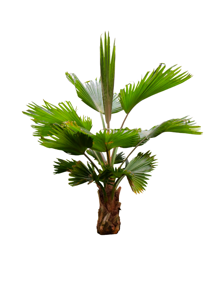 Isolated palm fronds exotic