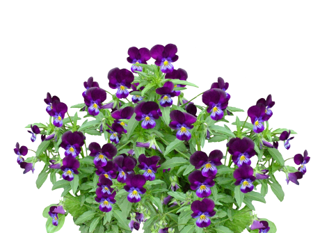Blossom bloom violet