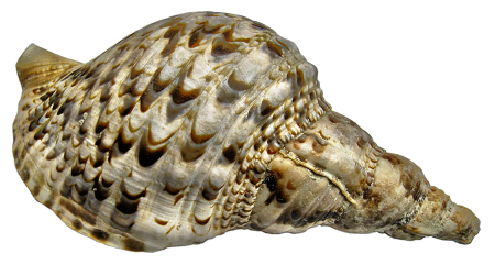 Triton snail littorinimorpha predatory