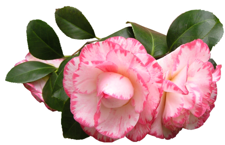 Pink shrub garden