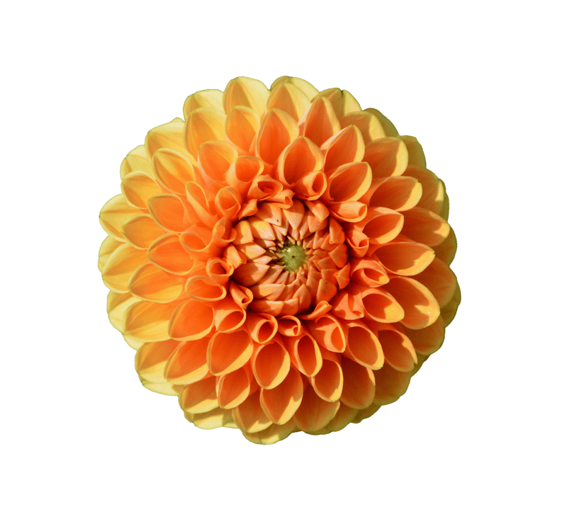 Dahlia garden garden plant blossom