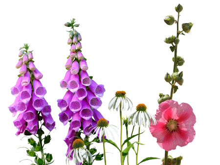 Wild flowers summer nature