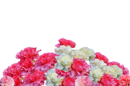Bloom pink carnation pink