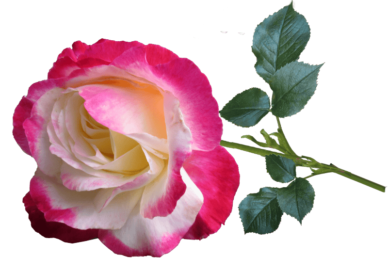 Bloom cut out isolated