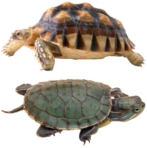 Panzer tortoise shell animal