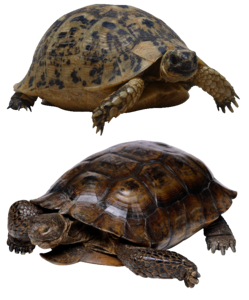 Panzer tortoise shell animal