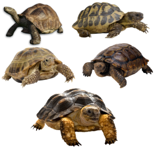 Panzer tortoise shell animal