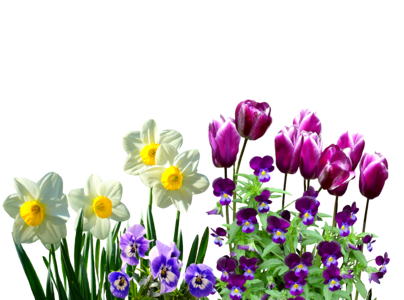 Tulips stirmütterchen spring flowers