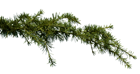 Pine clipping png