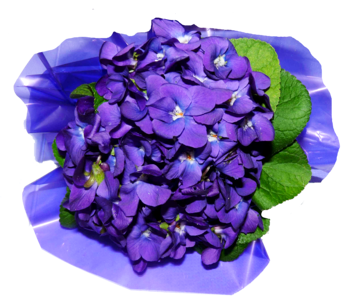 Flowers violets perfume