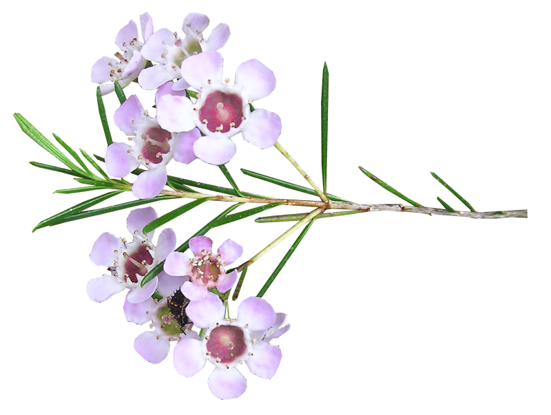 Stem shrub australian